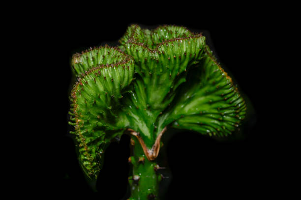 Crested Euphorbia on a black background on a background with a copying area