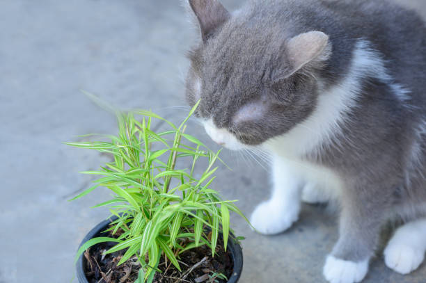istock wo cats are eating grass 1239387736
