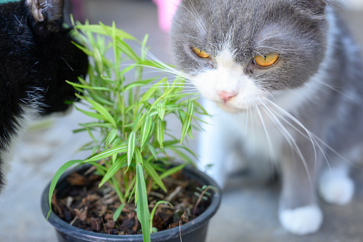 Two cats are eating grass on an abstract background