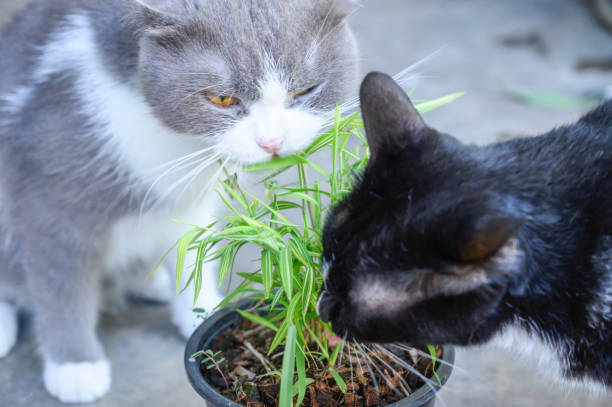 istock wo cats are eating grass 1239387746