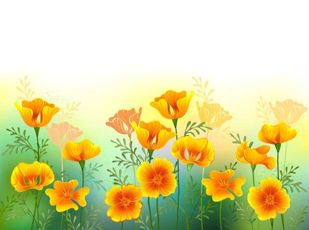 Background with california poppy Artistically drawn glade of orange, California poppies on white background. Wildflowers. antelope valley poppy reserve stock illustrations