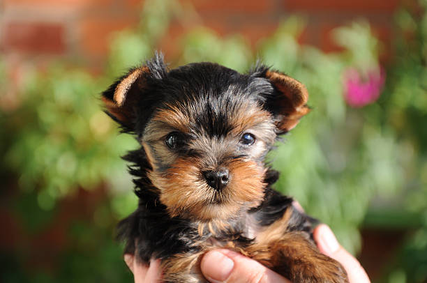 istock Little yorkie 123939612