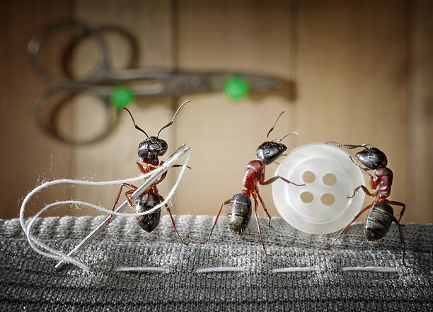 team of ants sewing wear stock photo