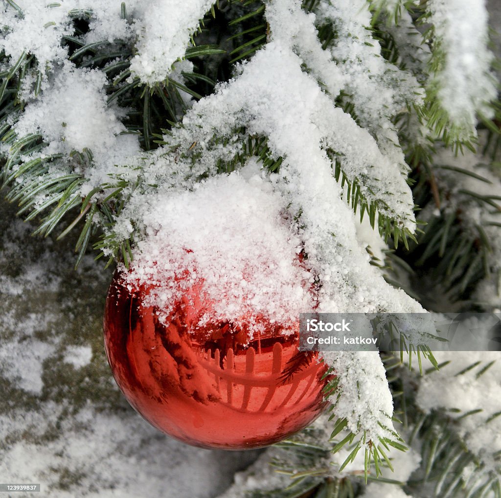 Noël - Photo de Aiguille - Partie d'une plante libre de droits