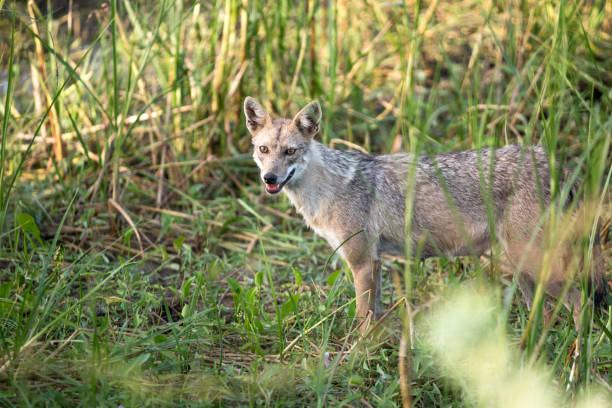 istock Indian Golden Jackal 1239399173