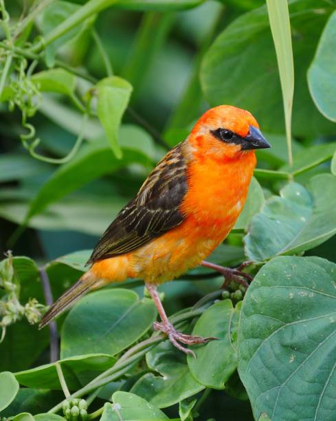 istock Red Fody bird from Mauritius 1239415456