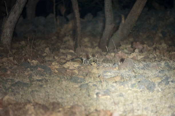 istock Indian Golden Jackal 1239416537