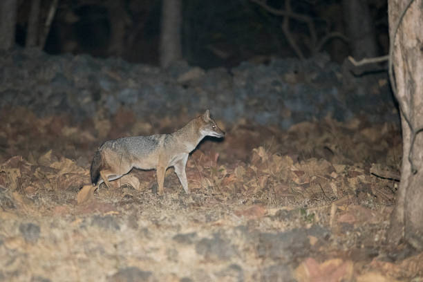 istock Indian Golden Jackal 1239416539