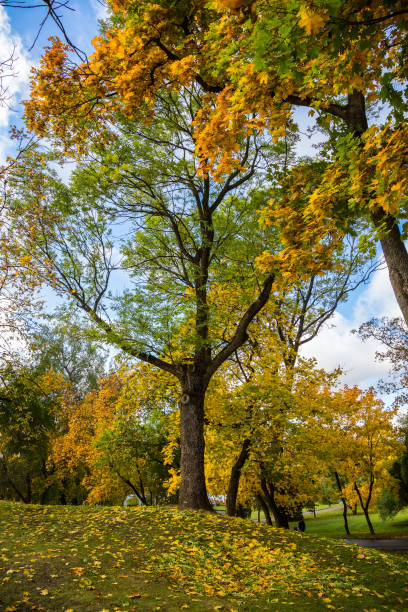 istock Autumn city park 1239418280