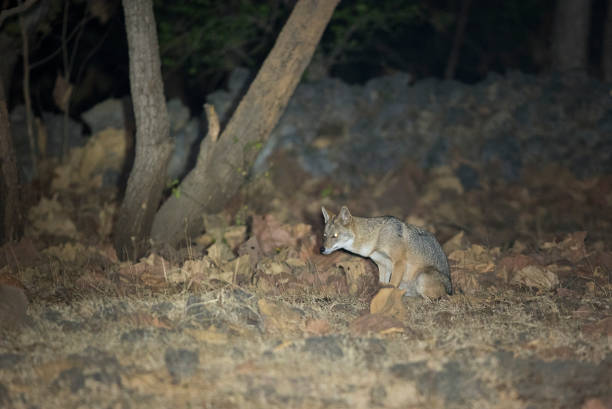 istock Indian Golden Jackal 1239420494