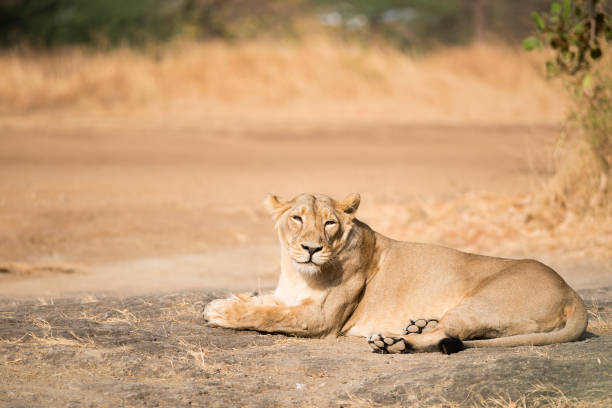 istock Asiatic Lioness from Gir National Park 1239423235