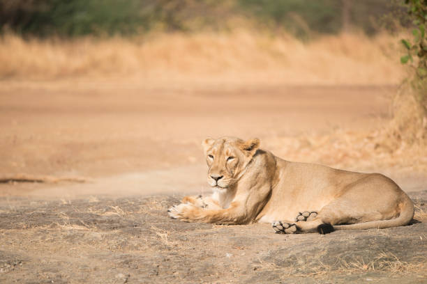 Big wild female wild lioness relaxing on the sunny day. Calm scene in the fresh air.