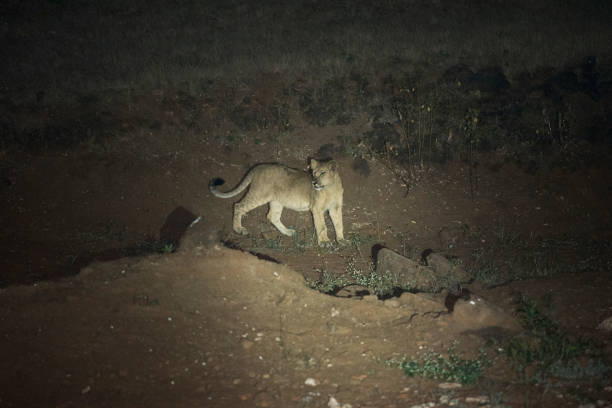istock Asiatic Lioness from Gir National Park 1239428090