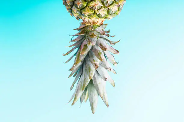 Photo of fresh ripe pineapple upside down on a blue background, pineapple leaves.
