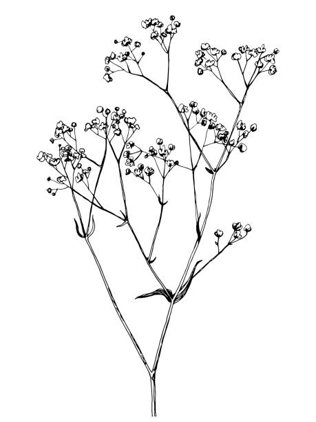 illustrations, cliparts, dessins animés et icônes de branche de gypsophila dessinée à la main - abstract petal blossom decoration