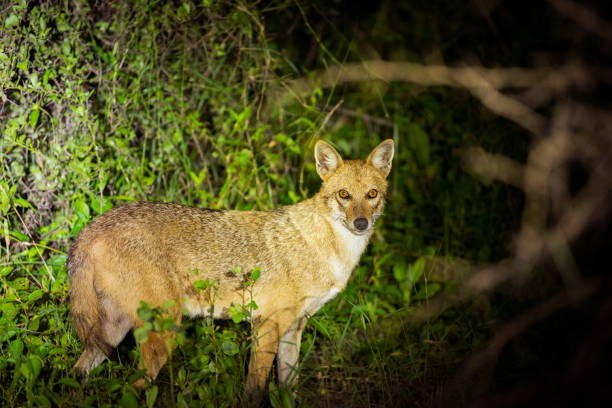 istock Indian Golden Jackal 1239439258