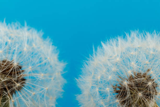 istock Dandelion flower heads. Macro photo. 1239445824