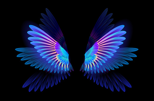 Transparent, luminous, blue, iridescent hummingbird wings on dark background.