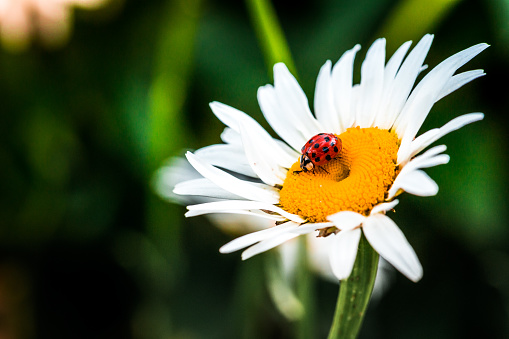 Macro close up depicting a ladybird sitting in the middle of a freshdaisy flower in bloom. Room for copy space.