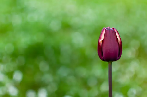 Dark-purple blooming tulip flower on a blurred grass background with copy space.