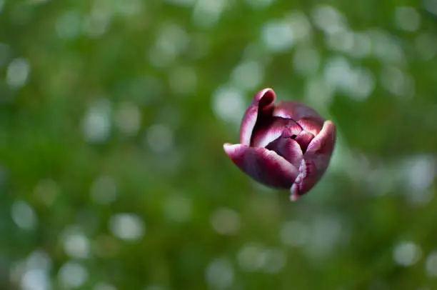 Dark-purple blooming tulip flower on a blurred spring grass background with copy space.