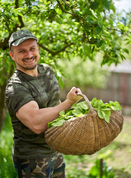 istock Farmer with a basket of orache (French spinach) 1239458135