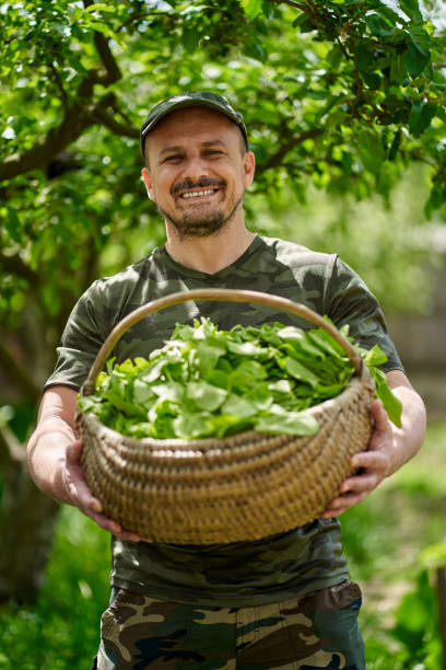 istock Farmer with a basket of orache (French spinach) 1239458146