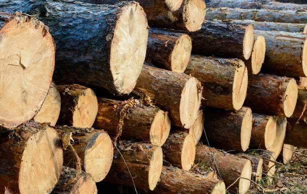 istock Logs. Billet.Felled trees, side view 1239459866