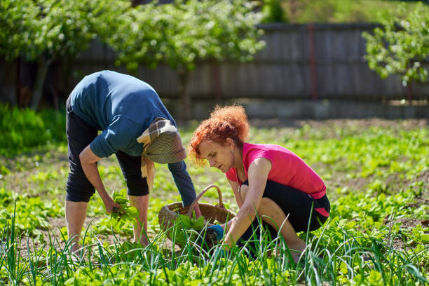 istock Farmer women harvesting orache 1239465489