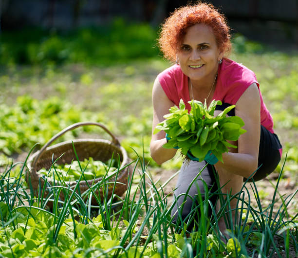 istock Farmer lady harvesting orache 1239465522
