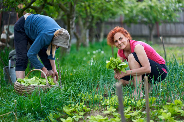 istock Farmer women harvesting orache 1239466086