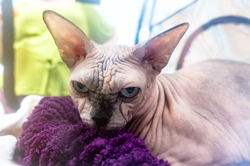 Hairless cat canadian sphynx. Angry cat look