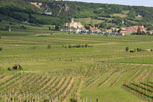 istock vineyards near Vienna 1239469413
