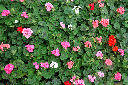 Stock photo of red and pink geraniums in flower / bloom close-up, flowering English geranium flowers plant petals and blurred green leaves gardening background, pelargonium houseplant