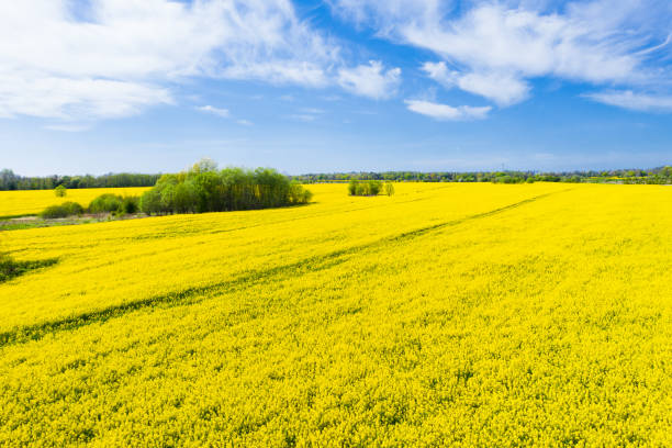istock Aerial view of a blooming rapeseed field. 1239486087