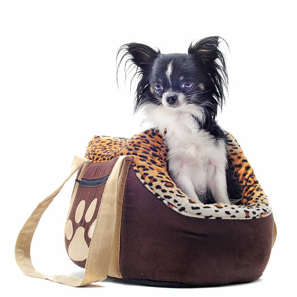 istock travel bag and chihuahua 123949064