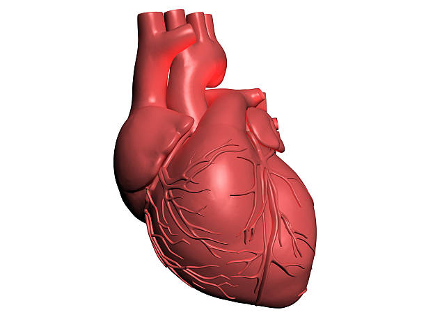 istock Model of human heart 123949320