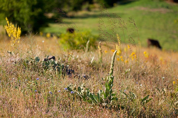 Meadow plants stock photo