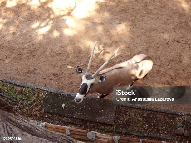 A Horned Animal In The Zoo Behind The Fence Theres Sand In The Enclosure An Animal With Lengths Is Brown A Zoop Thailand Copy Space Stock Photo - Download Image Now
