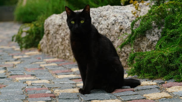istock The way cat in the park looking at something 1239513761