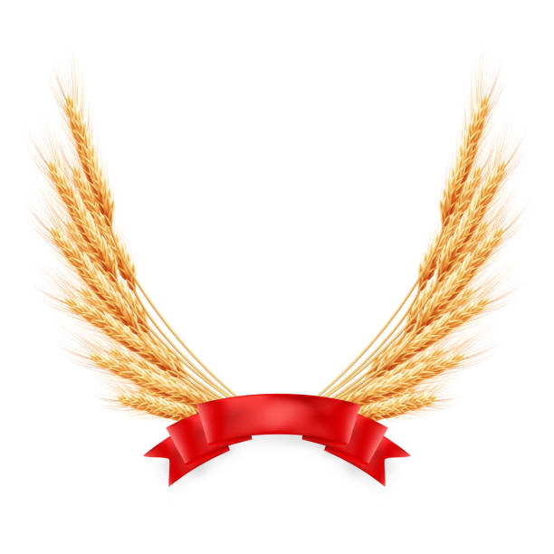 Ripe yellow wheat ears with red ribbon. EPS 10 Ripe yellow wheat ears with red ribbon, agricultural illustration. EPS 10 vector file included threshing stock illustrations