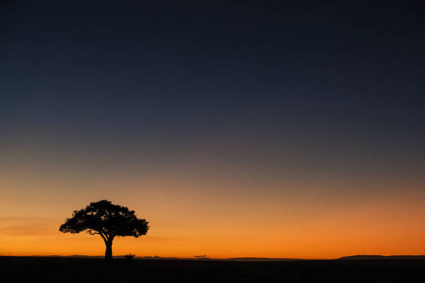 albero da solo in africa - masai mara national reserve sunset africa horizon over land foto e immagini stock
