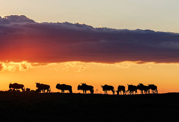 rebaño de ñus en silueta durante la puesta del sol - masai mara national reserve sunset africa horizon over land fotografías e imágenes de stock