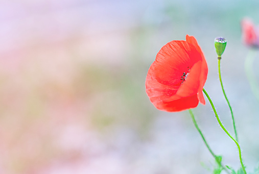 Red poppy with green bud in the pink background