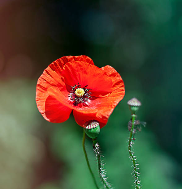 istock Poppy with two buds in the forest 1239518572