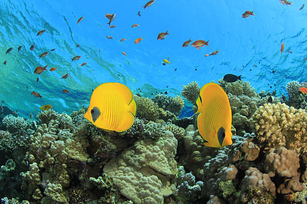 istock Pair of Butterflyfish 123951953