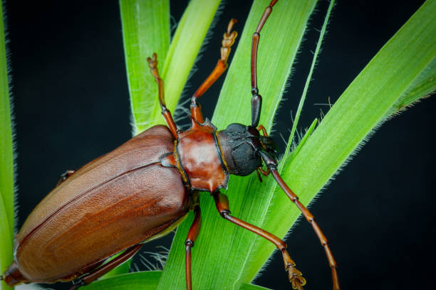 This is a titan beetle or beetle titanium or Longhorned Beetles, The beetle that destroys the cane root of the farmer in thailand, But it can be eaten as food This is a titan beetle or beetle titanium or Longhorned Beetles, The beetle that destroys the cane root of the farmer in thailand, But it can be eaten as food. bucktooth stock pictures, royalty-free photos & images