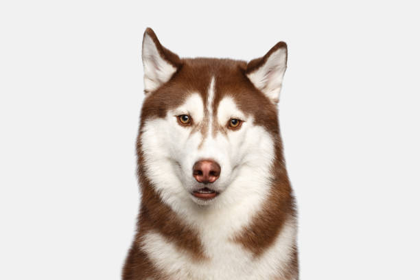 portrait of siberian husky dog on white background - siberian husky imagens e fotografias de stock