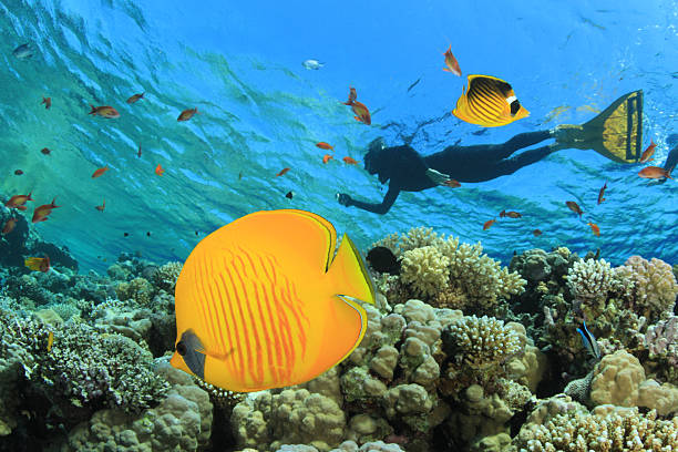istock Butterflyfish and Snorkeler 123952160