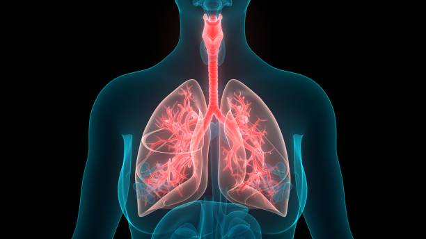 istock Human Respiratory System Lungs Anatomy 1239524068